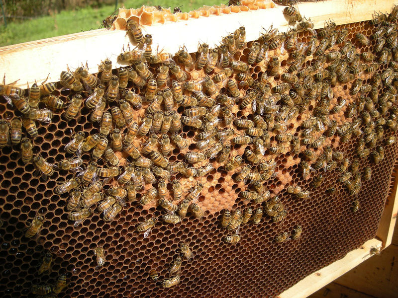 La ruche Sololbe Mouque